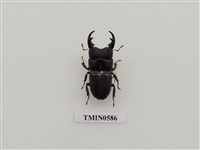 藏品(台灣肥角鍬形蟲)的圖片